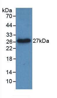 Western Blot: LIGHT/TNFSF14 Antibody (C1) [NBP3-41113] - Sample: Recombinant LIGHT/TNFSF14, Human.