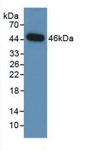 Western Blot: NEU-1/Sialidase-1 Antibody (2#) [NBP3-41114] - Sample: Recombinant NEU-1/Sialidase-1, Human.