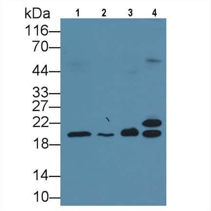 Western Blot: Muscarinic Acetylcholine Receptor M3/CHRM3 Antibody (C1) [NBP3-41117] - Sample: Lane1: Rat Cerebrum lysate; Lane2: Porcine Cerebrum lysate; Lane3: Porcine Liver lysate; Lane4: 293T cell lysate Primary Ab: 5ug/ml NBP3-41117; Second Ab: 0.2ug/mL HRP-Linked Caprine Anti-Mouse IgG Polyclonal Antibody