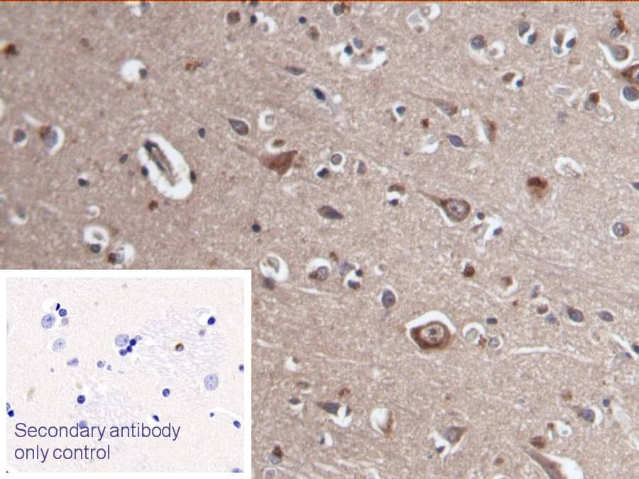 Immunohistochemistry-Paraffin: Muscarinic Acetylcholine Receptor M3/CHRM3 Antibody (C1) [NBP3-41117] - DAB staining on IHC-P; Sample: Human Cerebrum Tissue; Primary Ab: 20ug/ml NBP3-41117; Second Ab: 2ug/mL HRP-Linked Caprine Anti-Mouse IgG Polyclonal Antibody