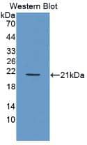 Western Blot: PDGF-BB Antibody (4#) [NBP3-41127] - Sample: Recombinant PDGFBB, Human.