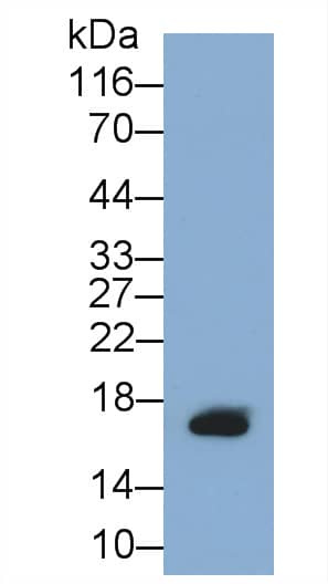 Western Blot: GIP Antibody (C2) [NBP3-41137] - Sample: Recombinant GIP, Human.