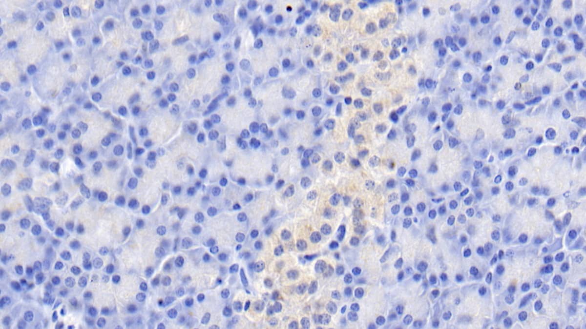 Immunohistochemistry-Paraffin: GIP Antibody (C2) [NBP3-41137] - DAB staining on IHC-P; Sample: Human Pancreas Tissue; Primary Ab: 20ug/ml NBP3-41137; Second Ab: 2ug/mL HRP-Linked Caprine Anti-Mouse IgG Polyclonal Antibody