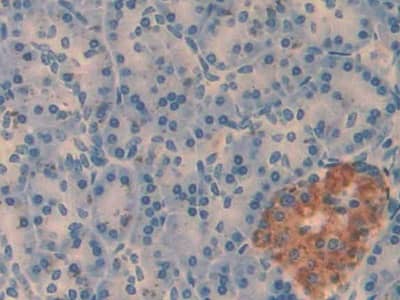 Immunohistochemistry-Paraffin: Amylin Antibody (C2) [NBP3-41139] - DAB staining on IHC-P; Sample: Human Pancreas Tissue; Primary Ab: 40ug/ml NBP3-41139; Second Ab: 2ug/mL HRP-Linked Caprine Anti-Mouse IgG Polyclonal Antibody