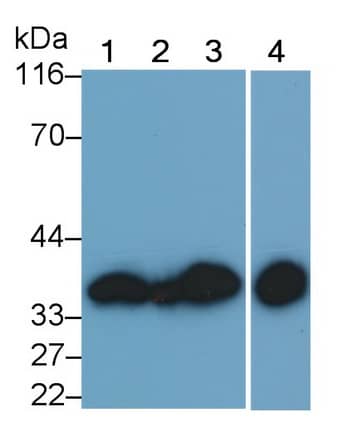 Western Blot: Annexin V Antibody (C13) [NBP3-41141] - Sample: Lane1: Human Placenta lysate; Lane2: Hela cell lysate; Lane3: Porcine Lung lysate; Lane4: Bovine Testis lysate Primary Ab: 0.2ug/ml NBP3-41141; Second Ab: 0.2ug/mL HRP-Linked Caprine Anti-Mouse IgG Polyclonal Antibody