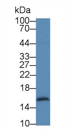 Western Blot: Galectin-2 Antibody (C11) [NBP3-41145] - Sample: Rat Stomach lysate; Primary Ab: 2ug/ml NBP3-41145; Second Ab: 0.2ug/mL HRP-Linked Caprine Anti-Mouse IgG Polyclonal Antibody