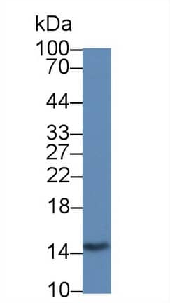 Western Blot: Galectin-2 Antibody (C6) [NBP3-41146] - Sample: Rat Stomach lysate; Primary Ab: 3ug/ml NBP3-41146; Second Ab: 0.2ug/mL HRP-Linked Caprine Anti-Mouse IgG Polyclonal Antibody