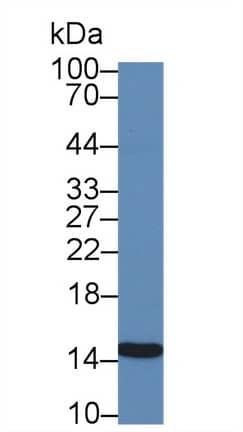 Western Blot: Galectin-2 Antibody (C6) [NBP3-41146] - Sample: Porcine Stomach lysate; Primary Ab: 3ug/ml NBP3-41146; Second Ab: 0.2ug/mL HRP-Linked Caprine Anti-Mouse IgG Polyclonal Antibody