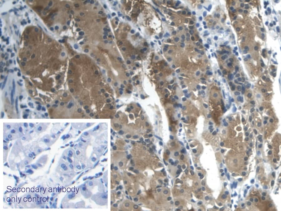 Immunohistochemistry-Paraffin: Galectin-2 Antibody (C6) [NBP3-41146] - DAB staining on IHC-P;  Sample: Human Stomach Tissue; Primary Ab: 30ug/ml NBP3-41146; Second Ab: 2ug/mL HRP-Linked Caprine Anti-Mouse IgG Polyclonal Antibody;