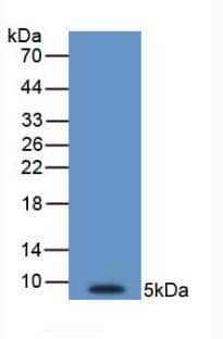 Western Blot: Endothelin-1 Antibody (C3) [NBP3-41152] - Sample: Recombinant Endothelin-1, Human.