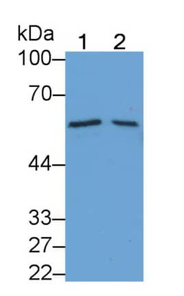 Western Blot: BMP-6 Antibody (D2) [NBP3-41154] - Sample: Lane1: 293T cell lysate; Lane2: MCF7 cell lysate Primary Ab: 2ug/ml NBP3-41154; Second Ab: 0.2ug/mL HRP-Linked Caprine Anti-Mouse IgG Polyclonal Antibody