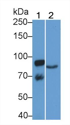 Western Blot: ABP1/AOC1 Antibody (C3) [NBP3-41155] - Sample: Lane1: Porcine Kidney lysate; Lane2: Human Urine Primary Ab: 2ug/ml NBP3-41155; Second Ab: 0.2ug/mL HRP-Linked Caprine Anti-Mouse IgG Polyclonal Antibody