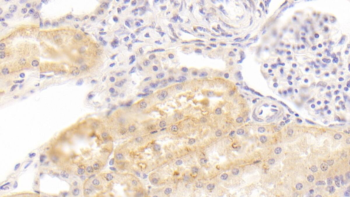 Immunohistochemistry-Paraffin: ABP1/AOC1 Antibody (C3) [NBP3-41155] - DAB staining on IHC-P; Sample: Porcine Kidney Tissue; Primary Ab: 20ug/ml NBP3-41155; Second Ab: 2ug/mL HRP-Linked Caprine Anti-Mouse IgG Polyclonal Antibody
