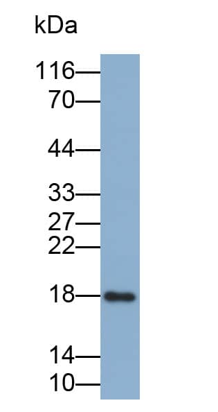 Western Blot: RNASE3 Antibody (C3) [NBP3-41159] - Sample: Recombinant RNASE3, Human.