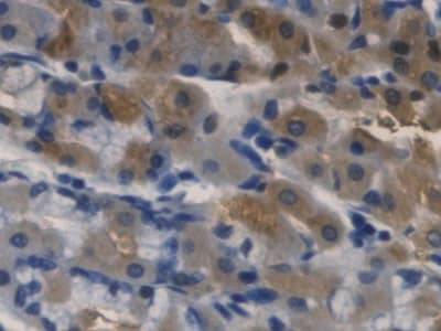 Immunohistochemistry-Paraffin: RNASE3 Antibody (C3) [NBP3-41159] - DAB staining on IHC-P; Samples: Human Stomach Tissue; Primary Ab: 20ug/ml NBP3-41159; Second Ab: 2ug/mL HRP-Linked Caprine Anti-Mouse IgG Polyclonal Antibody