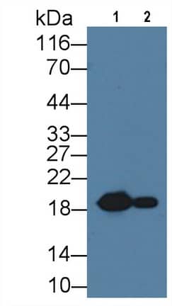 Western Blot: HSP20/HSPB6 Antibody (C5) [NBP3-41160] - Sample: Lane1: Rat Heart lysate; Lane1: Rat Skeletal muscle lysate Primary Ab: 1ug/ml NBP3-41160; Second Ab: 0.2ug/mL HRP-Linked Caprine Anti-Mouse IgG Polyclonal Antibody