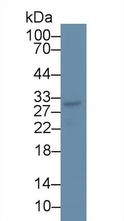 Western Blot: CD300c Antibody (C2) [NBP3-41168] - Sample: Rat Liver lysate Primary Ab: 2ug/ml NBP3-41168; Second Ab: 0.2ug/mL HRP-Linked Caprine Anti-Mouse IgG Polyclonal Antibody