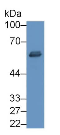 Western Blot: t-Plasminogen Activator/tPA Antibody (C10) [NBP3-41175] - Sample: Human Saliva Primary Ab: 2ug/ml NBP3-41175; Second Ab: 0.2ug/mL HRP-Linked Caprine Anti-Mouse IgG Polyclonal Antibody