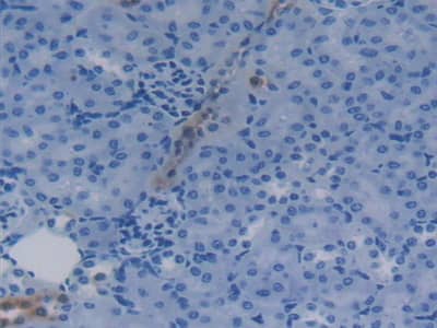 Immunohistochemistry-Paraffin: Apolipoprotein C4 Antibody [NBP3-41178] - DAB staining on IHC-P; Samples: Mouse Kidney Tissue; Primary Ab: 20ug/ml NBP3-41178; Second Ab: 2ug/mL HRP-Linked Caprine Anti-Rabbit IgG Polyclonal Antibody