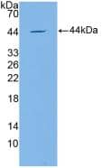 Western Blot: Apolipoprotein C4 Antibody [NBP3-41178] - Sample: Recombinant Apolipoprotein C4, Mouse.