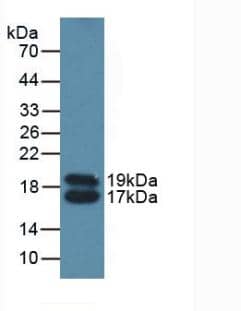 Western Blot Apolipoprotein C4 Antibody - BSA Free