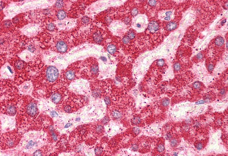 Immunohistochemistry-Paraffin ART4 Antibody