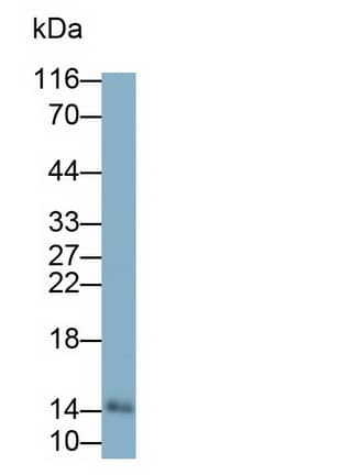 Western Blot: Galectin-7 Antibody (E1) [NBP3-41187] - Sample: Porcine Skin lysate Primary Ab: 0.2ug/ml NBP3-41187; Second Ab: 0.2ug/mL HRP-Linked Caprine Anti-Mouse IgG Polyclonal Antibody