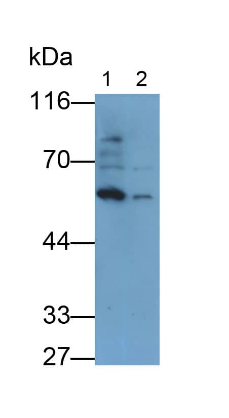 Western Blot: BMP-6 Antibody (D4) [NBP3-41188] - Samples: Lane1: 293T cell lysate; Lane2: MCF7 cell lysate; Primary Ab: 2ug/ml NBP3-41188; Second Ab: 0.2ug/ml HRP-Linked Caprine Anti-Mouse IgG Polyclonal Antibody