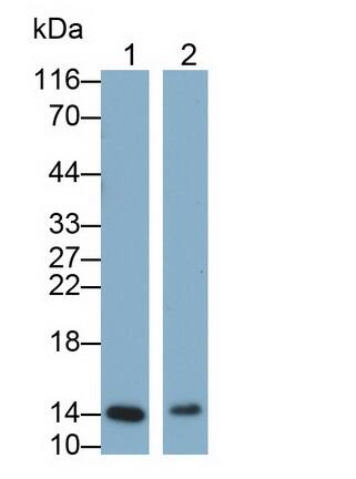 Western Blot: Galectin-7 Antibody (E4) [NBP3-41193] - Sample: Lane1: Porcine Skin lysate; Lane2: Porcine Esophagus Primary Ab: 0.2ug/ml NBP3-41193; Second Ab: 0.2ug/mL HRP-Linked Caprine Anti-Mouse IgG Polyclonal Antibody