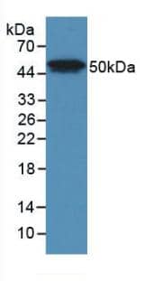 Western Blot: PLA2G7/PAF-AH/Lp-PLA2 Antibody (D6) [NBP3-41200] - Sample: Recombinant PLA2G7/PAF-AH/Lp-PLA2, Human.