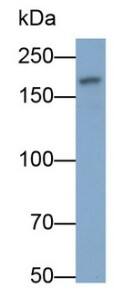 Western Blot: Laminin beta 1 Antibody (C2) [NBP3-41202] - 3T3-L1 cell lysate Primary Ab: 0.2ug/ml NBP3-41202; Second Ab: 0.2ug/mL HRP-conjugated Goat Anti-Mouse IgG Polyclonal Antibody