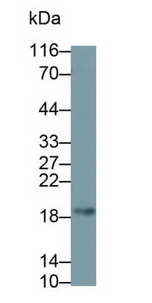 Western Blot: VIP Antibody (C1) [NBP3-41203] - Sample: Porcine Esophagus lysate Primary Ab: 0.2ug/ml NBP3-41203; Second Ab: 0.2ug/mL HRP-Linked Caprine Anti-Mouse IgG Polyclonal Antibody