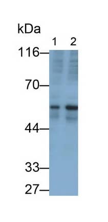 Western Blot: TGF-beta 2 Antibody (F9) [NBP3-41204] - Sample: Lane1: K562 cell lysate; Lane2: U2OS cell lysate Primary Ab: 0.05ug/ml NBP3-41204; Second Ab: 0.2ug/mL HRP-Linked Caprine Anti-Mouse IgG Polyclonal Antibody