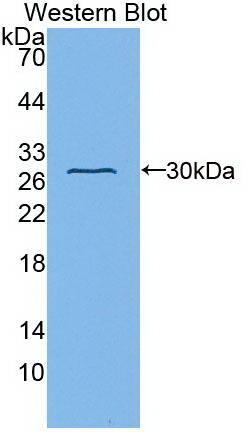 Western Blot: Fibulin 1 Antibody (C6) [NBP3-41208] - Sample: Recombinant protein.