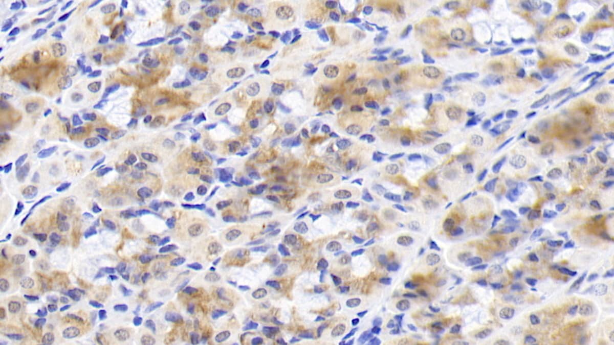 Immunohistochemistry-Paraffin: Inhibin beta A Antibody (H9) [NBP3-41221] - DAB staining on IHC-P; Sample: Human Stomach Tissue; Primary Ab: 20ug/ml NBP3-41221; Second Ab: 2ug/mL HRP-Linked Caprine Anti-Mouse IgG Polyclonal Antibody