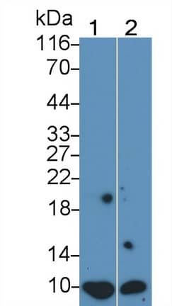 Western Blot: S100A/B Antibody (C5) [NBP3-41222] - Sample: Lane1: HT1080 cell lysate; Lane2: HepG2 cell lysate Primary Ab: 0.2ug/ml NBP3-41222; Second Ab: 0.2ug/mL HRP-Linked Caprine Anti-Mouse IgG Polyclonal Antibody