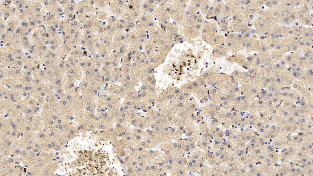 Immunohistochemistry-Paraffin: Apolipoprotein C1 Antibody (C14) [NBP3-41223] - DAB staining on IHC-P; Sample: Porcine Liver Tissue; Primary Ab: 10ug/ml NBP3-41223; Second Ab: 2ug/mL HRP-Linked Caprine Anti-Mouse IgG Polyclonal Antibody