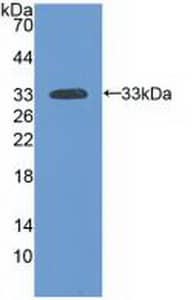 Western Blot: Laminin alpha 3 Antibody [NBP3-41233] - Sample: Recombinant Laminin alpha 3, Human.