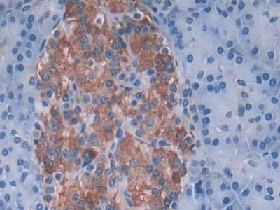 Immunohistochemistry-Paraffin: SNX13 Antibody [NBP3-41236] - DAB staining on IHC-P; Samples: Human Pancreas Tissue; Primary Ab: 30ug/ml NBP3-41236; Second Ab: 2ug/mL HRP-Linked Caprine Anti-Rabbit IgG Polyclonal Antibody