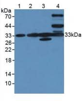 Western Blot CLIC1 Antibody