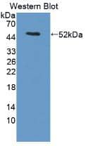 Western Blot: LACRT Antibody [NBP3-41240] - Sample: Recombinant LACRT, Human.