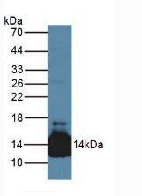 Western Blot LACRT Antibody