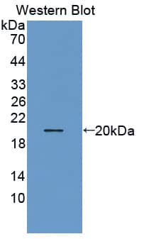 Western Blot: THRSP Antibody [NBP3-41241] - Sample: Recombinant THRSP, Human.