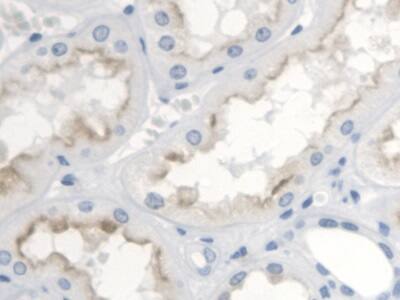 Immunohistochemistry-Paraffin Thromboxane A2 R/TBXA2R Antibody