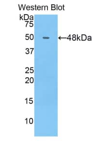 Western Blot COL14A1 Antibody - BSA Free
