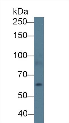 Western Blot: ABCA3 Antibody [NBP3-41249] - Sample: Rat Lung lysate; Primary Ab: 1ug/ml NBP3-41249; Second Ab: 0.2ug/mL HRP-Linked Caprine Anti-Rabbit IgG Polyclonal Antibody