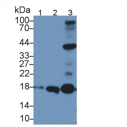 Western Blot: APOO Antibody [NBP3-41250] - Sample: Lane1: Human K562 cell lysate; Lane2: Porcine Heart lysate; Lane3: Mouse Heart lysate;  Primary Ab: 1ug/ml NBP3-41250; Second Ab: 0.2ug/mL HRP-Linked Caprine Anti-Rabbit IgG Polyclonal Antibody;