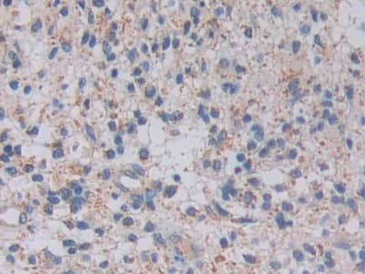 Immunohistochemistry-Paraffin Topoisomerase III alpha Antibody