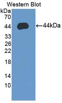 Western Blot Syncollin Antibody - BSA Free