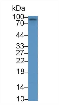 Western Blot: EphA10 Antibody [NBP3-41254] - Sample: Human K562 cell lysate; Primary Ab: 1ug/ml NBP3-41254; Second Ab: 0.2ug/mL HRP-Linked Caprine Anti-Rabbit IgG Polyclonal Antibody